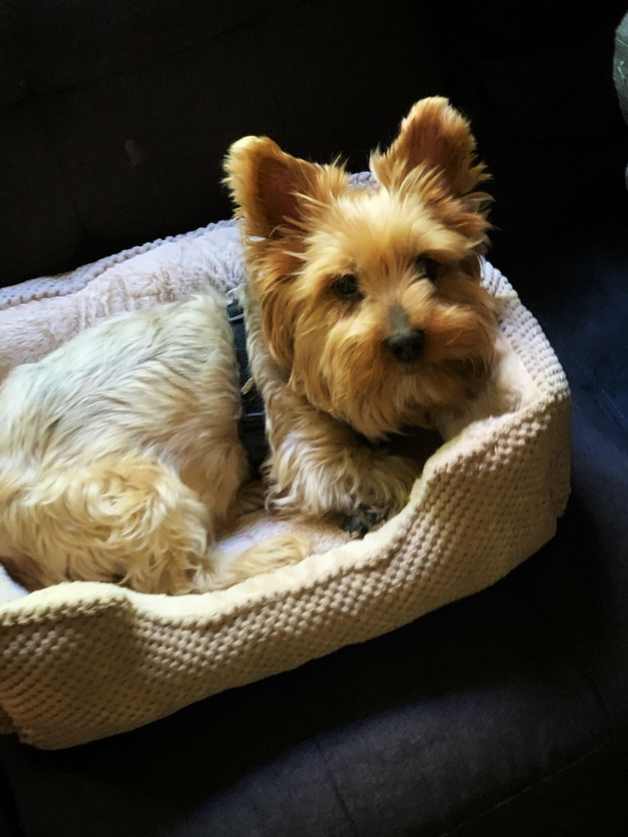 Chico
